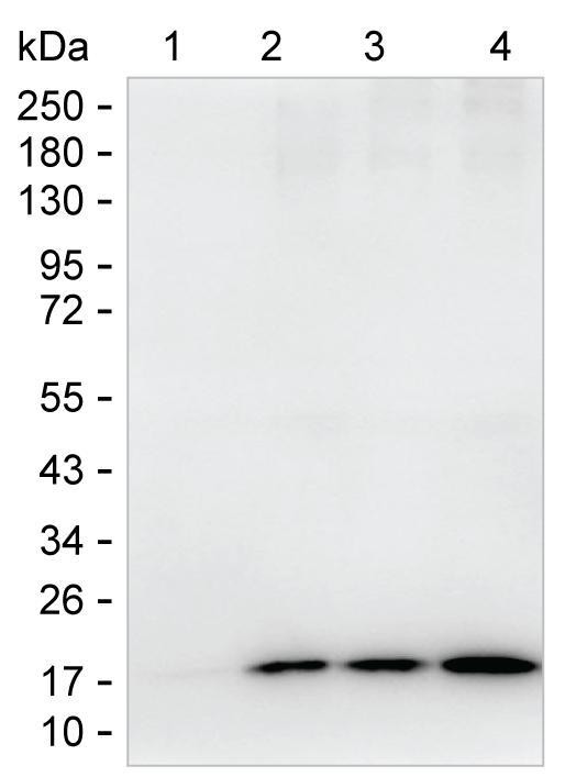 H3K9ac Antibody in Western Blot (WB)