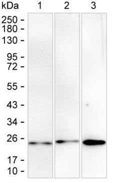 RAB6B Antibody in Western Blot (WB)