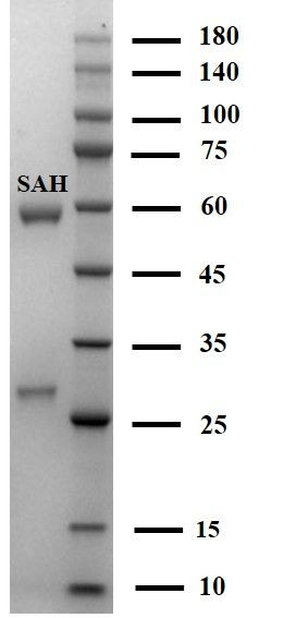 S-Adenosyl-Homocysteine Antibody in SDS-PAGE (SDS-PAGE)
