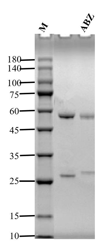 Albendazole Antibody in SDS-PAGE (SDS-PAGE)