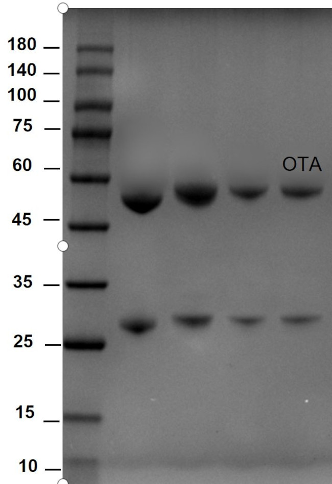 Ochratoxin A Antibody in SDS-PAGE (SDS-PAGE)