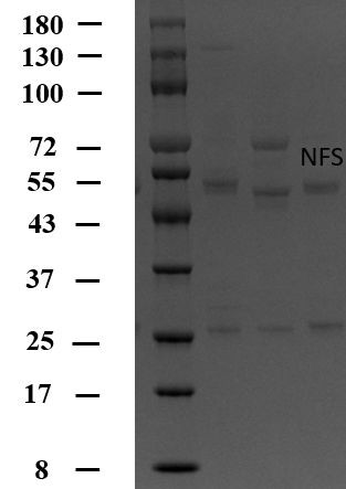 Nifursol Antibody in SDS-PAGE (SDS-PAGE)