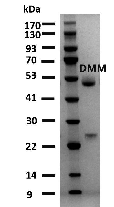 Dimethomorph Antibody in SDS-PAGE (SDS-PAGE)