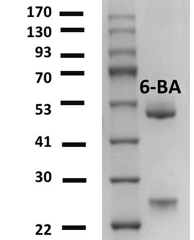 6-Benzylaminopurine Antibody in SDS-PAGE (SDS-PAGE)