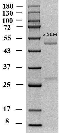 2-Nitrofurazone metabolite Antibody in SDS-PAGE (SDS-PAGE)