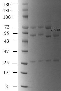 2-Nitrofurantoin metabolite Antibody in SDS-PAGE (SDS-PAGE)