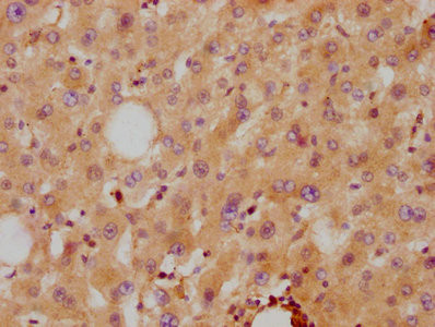 ApoA2 Antibody in Immunohistochemistry (Paraffin) (IHC (P))