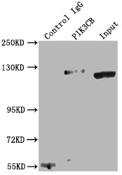 PIK3CB Antibody in Immunoprecipitation (IP)