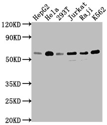 TRAF2 Antibody in Western Blot (WB)