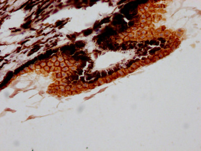 RPE65 Antibody in Immunohistochemistry (Paraffin) (IHC (P))