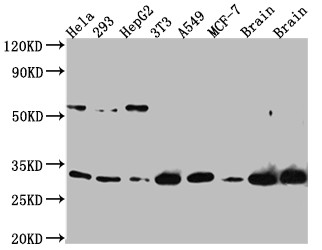 PGAM1 Antibody in Western Blot (WB)