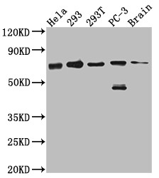 LTA4H Antibody in Western Blot (WB)