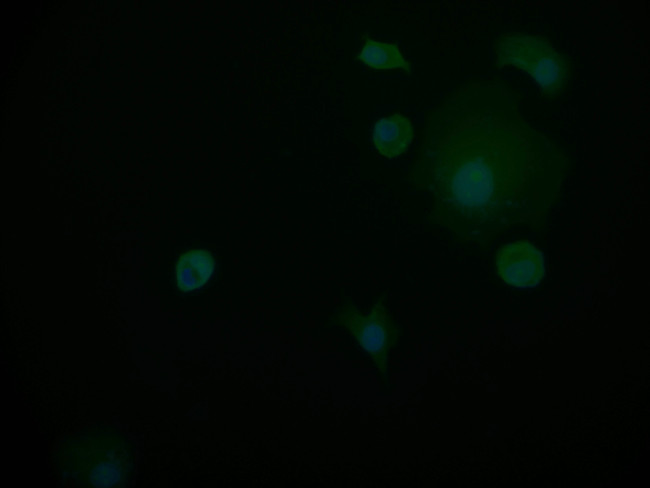 PIN4 Antibody in Immunocytochemistry (ICC/IF)