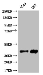 Serine racemase Antibody in Western Blot (WB)