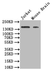 VEGF Receptor 1 Antibody in Western Blot (WB)