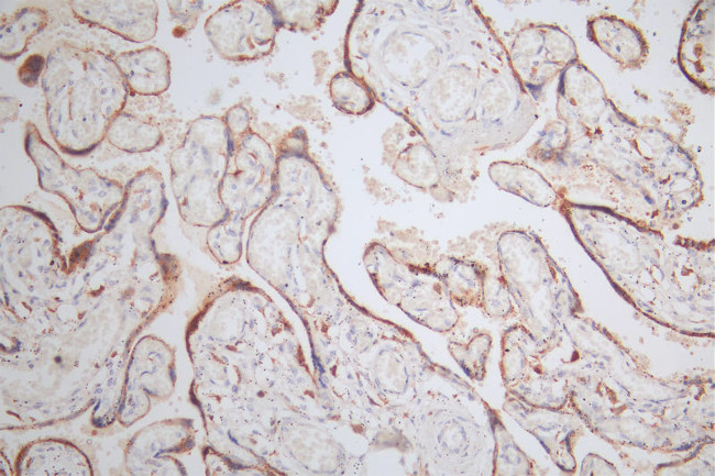 NAIP Antibody in Immunohistochemistry (Paraffin) (IHC (P))