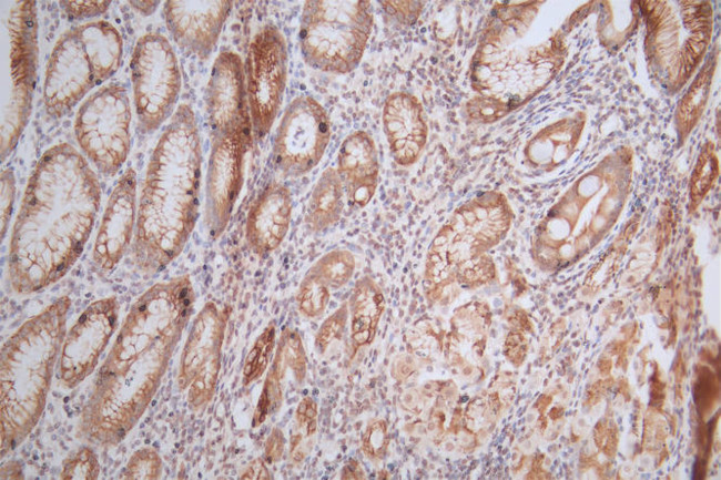 Histone H4 Antibody in Immunohistochemistry (Paraffin) (IHC (P))