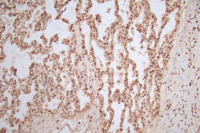 Histone H4 Antibody in Immunohistochemistry (Paraffin) (IHC (P))