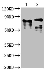 CD223 Antibody in Western Blot (WB)