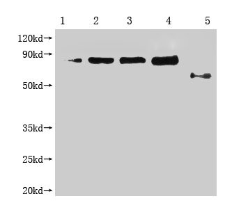 M13 Phage coat protein Antibody in Western Blot (WB)