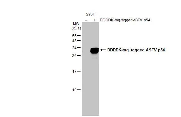 African Swine Fever Virus Structural Protein p54 Antibody in Western Blot (WB)