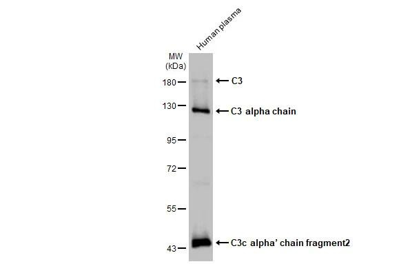 Complement C3 Antibody in Western Blot (WB)