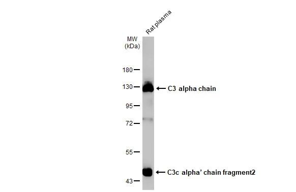 Complement C3 Antibody in Western Blot (WB)