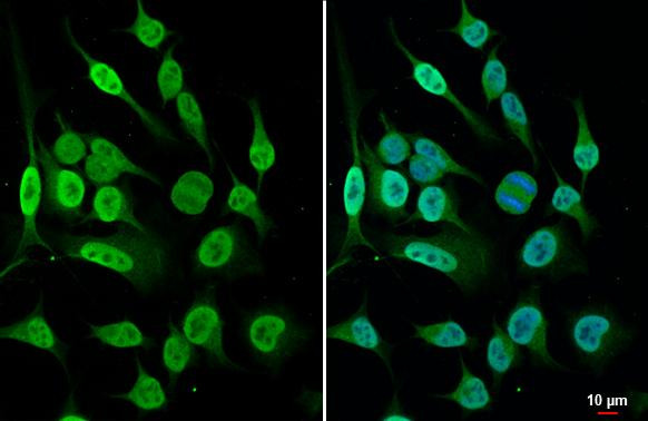 Histone H4 Antibody in Immunocytochemistry (ICC/IF)