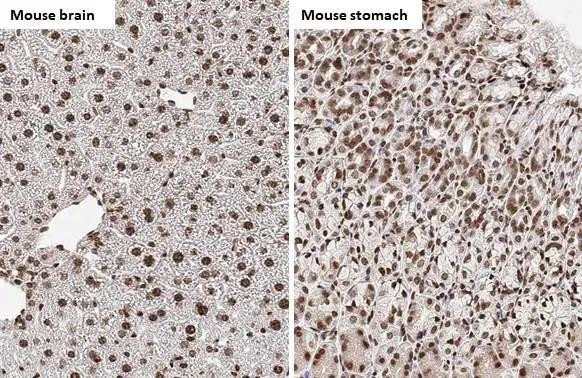 Histone H4 Antibody in Immunohistochemistry (Paraffin) (IHC (P))