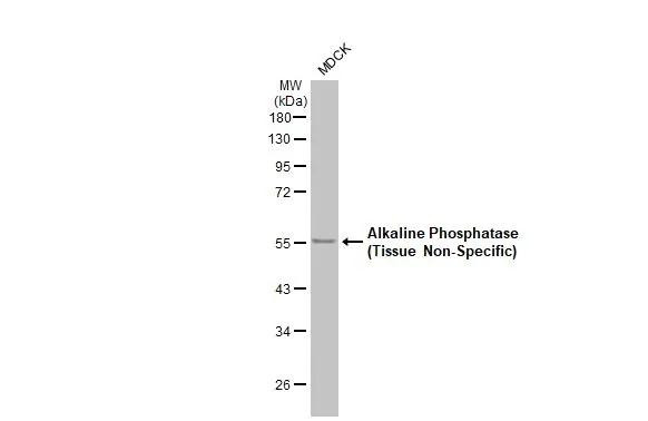 ALPL Antibody in Western Blot (WB)