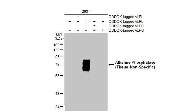 ALPL Antibody in Western Blot (WB)