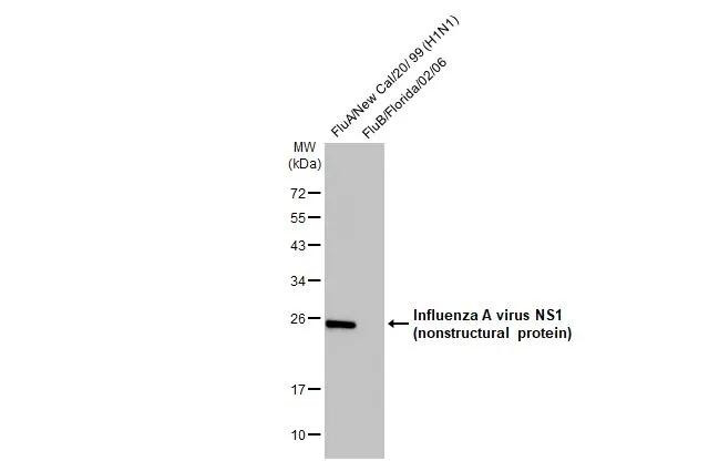 Influenza A H1N1 HA (A/California/07/2009) Antibody in Western Blot (WB)