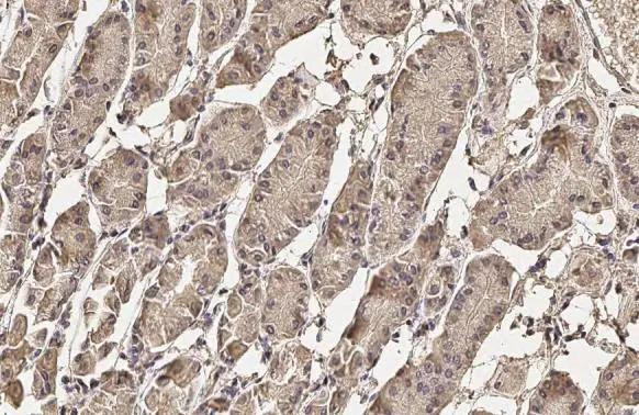 Pepsinogen I Antibody in Immunohistochemistry (Paraffin) (IHC (P))