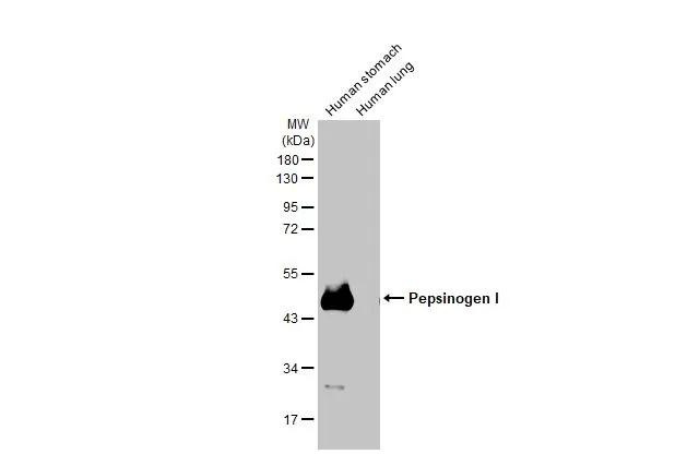 Pepsinogen I Antibody in Western Blot (WB)