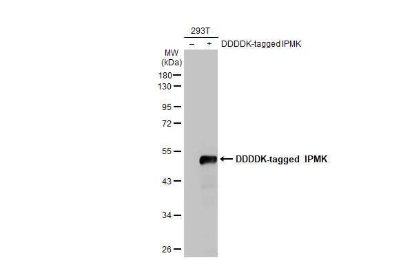 IPMK Antibody in Western Blot (WB)