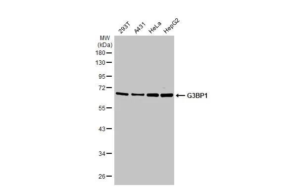 G3BP1 Antibody in Western Blot (WB)