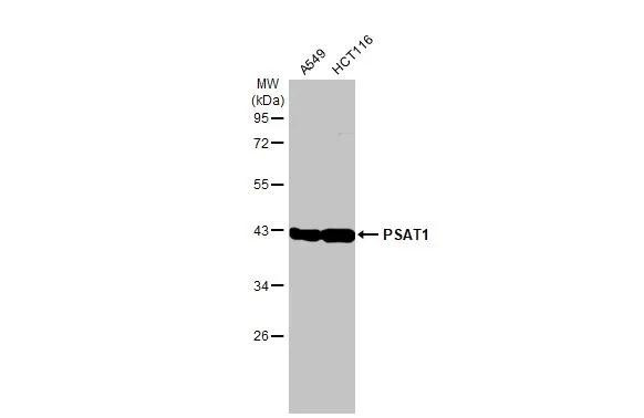 PSAT1 Antibody in Western Blot (WB)