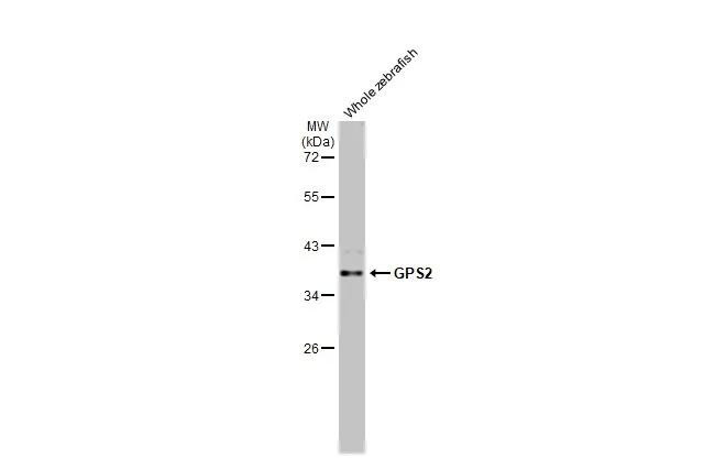 GPS2 Antibody in Western Blot (WB)