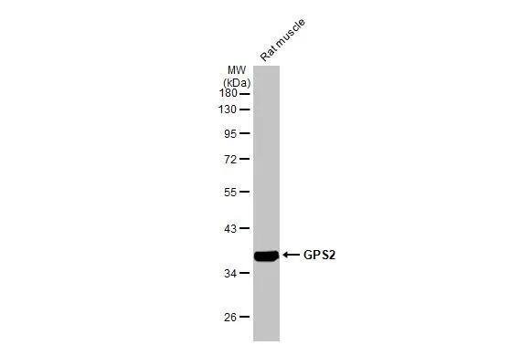 GPS2 Antibody in Western Blot (WB)