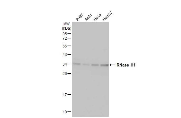 RNaseH1 Antibody in Western Blot (WB)