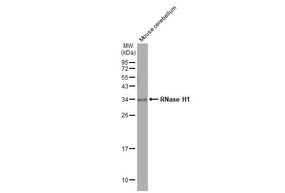 RNaseH1 Antibody in Western Blot (WB)