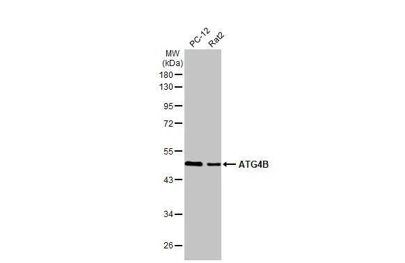 ATG4B Antibody in Western Blot (WB)
