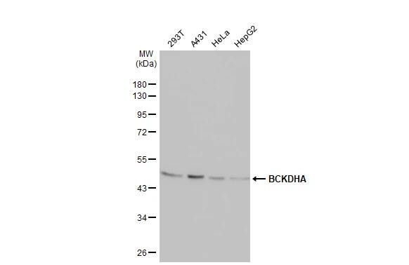 BCKDHA Antibody in Western Blot (WB)