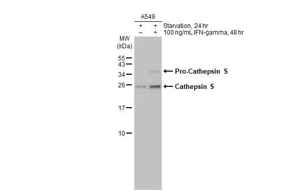 Cathepsin S Antibody in Western Blot (WB)
