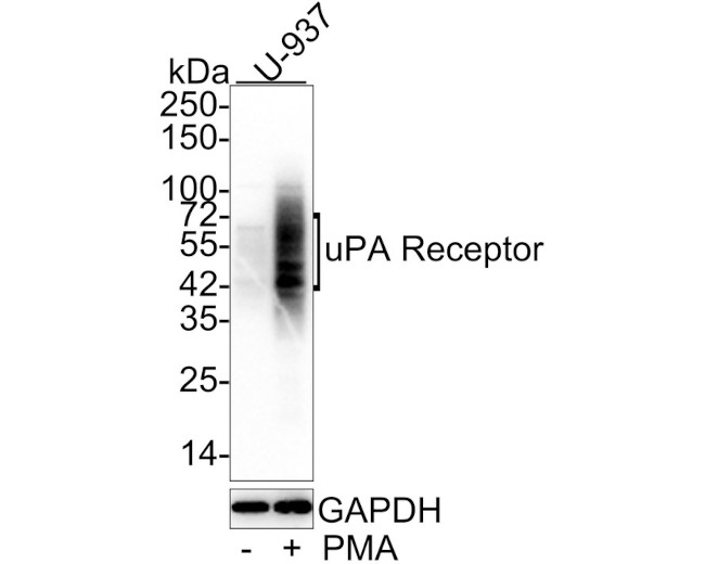 uPAR Antibody in Western Blot (WB)