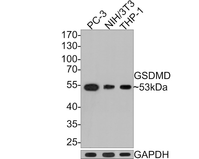 GSDMD Antibody in Western Blot (WB)