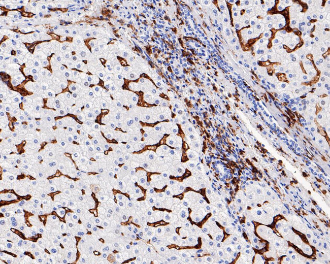 CD32b Antibody in Immunohistochemistry (Paraffin) (IHC (P))