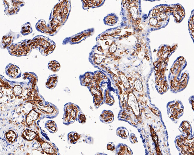 CD32b Antibody in Immunohistochemistry (Paraffin) (IHC (P))