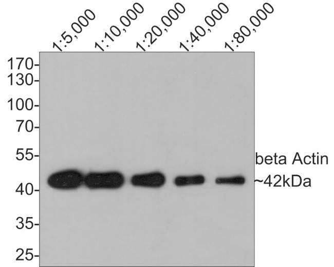 beta Actin Antibody in Western Blot (WB)