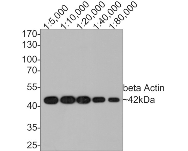 beta Actin Antibody in Western Blot (WB)